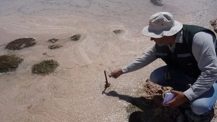 Chile multa a Albemarle por incumplimientos en la extracción de litio